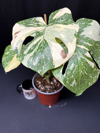 Monstera Creme Brulee 6" Pot