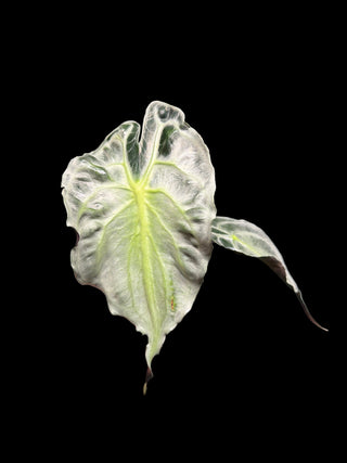 Alocasia Venom