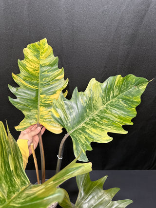 Philo. Caramel Marble