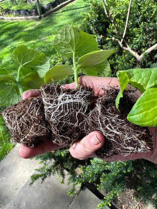 Seedling & Propagation Mix (Large Gallons Only to Start)