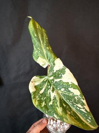 Philodendron Variegated Gloriosum 3” Pot