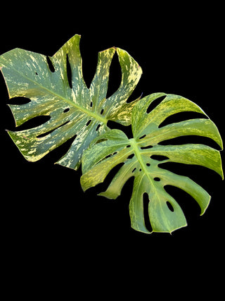 Monstera Siam Mint