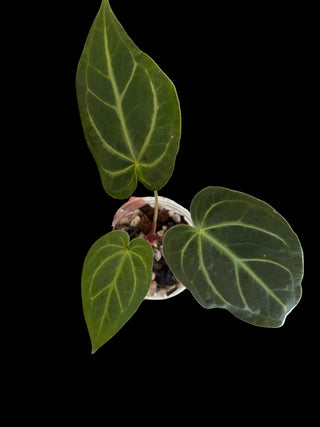 Anthurium Crystalium - 2.5" pot