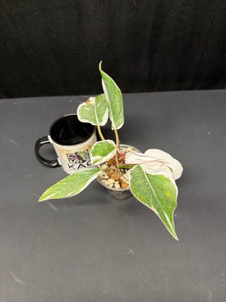 Philodendron White Princess Mutation 3" Pot