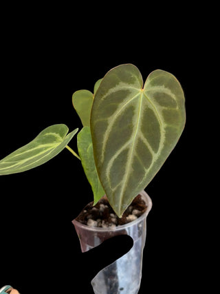 Anthurium Magnificum - 2.5" pot - Growers Choice