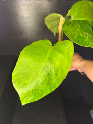 Monstera 'GoG' (Green on Green) 3 leaves