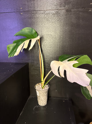 Monstera Albo AR32
