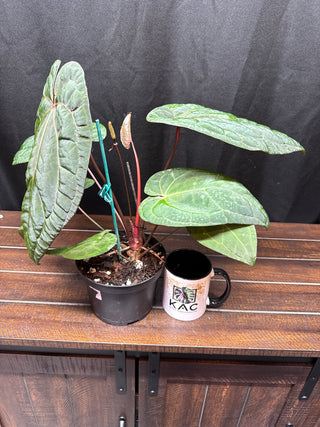 Anthurium RVDP x Michelle x Zara