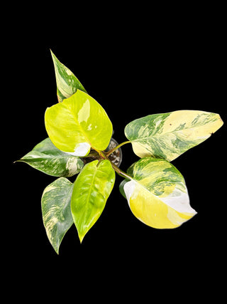 Philodendron White Princess Tri-Color