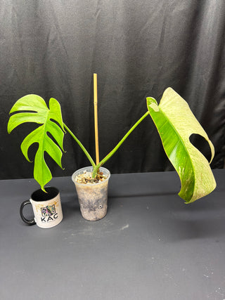 Monstera Mint 2 Leaves