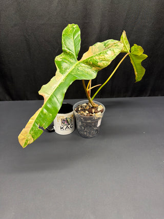 Philodendron 'Jenifer' Florida Beauty x Billie 4" Pot - 3 Leaves