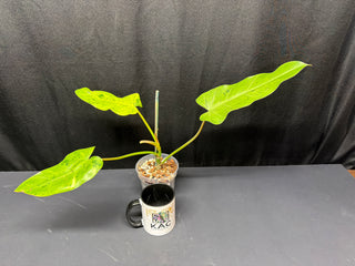 Philodendron Whipple Way White Variegated 3 Leaves