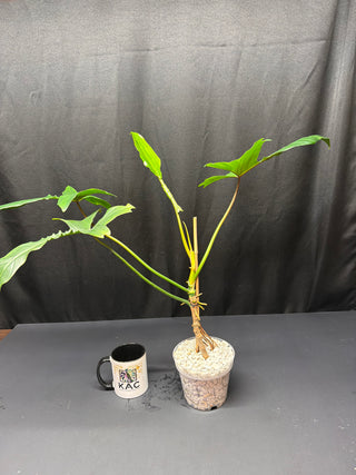 Philodendron florida Beauty x jose buono