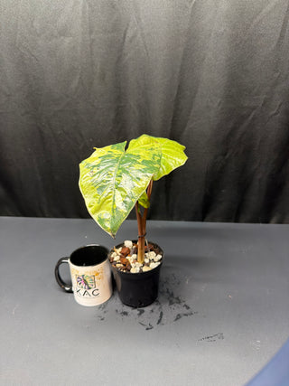 Alocasia Yucatán Princess Aurea