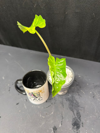 Alocasia Variegated Low Rider - Aurea