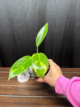 Philodendron Green Congo Nuclear - Small