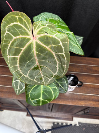 Anthurium RC F3 x Michelle Zara