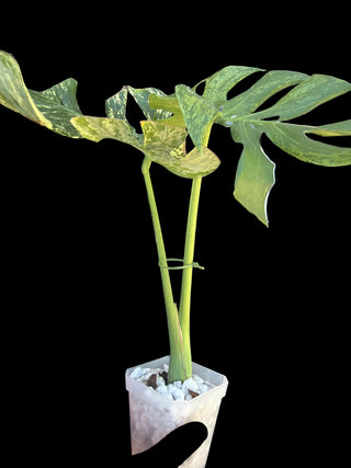 Monstera Siam Mint