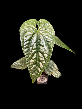 Anthurium Luxury Jungle Inverse Crossing