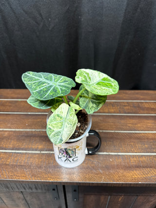 Alocasia Ninja Tri-Color