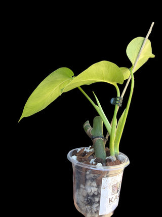 Monstera Green on Green - 3 Leaves
