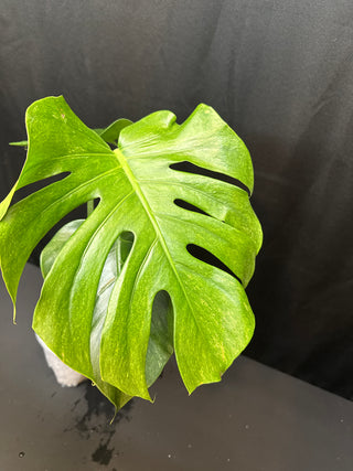 Monstera Sphinx low color