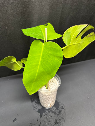 Monstera Green on Green