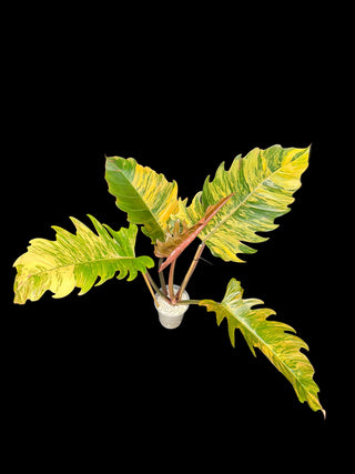 Philodendron Caramel Marble