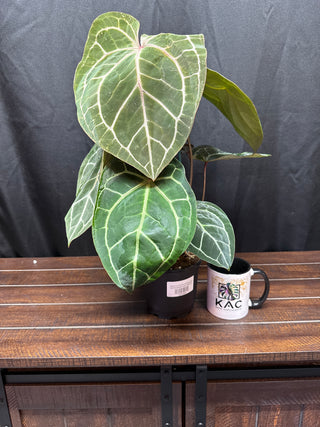 Anthurium RC F3 x Michelle Zara