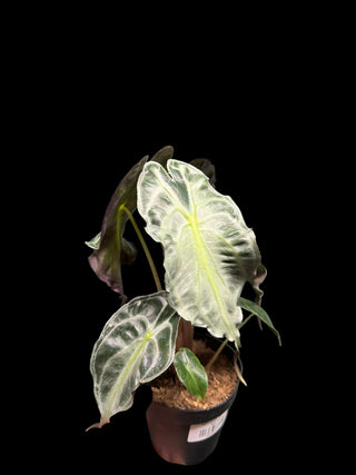 Alocasia Venom