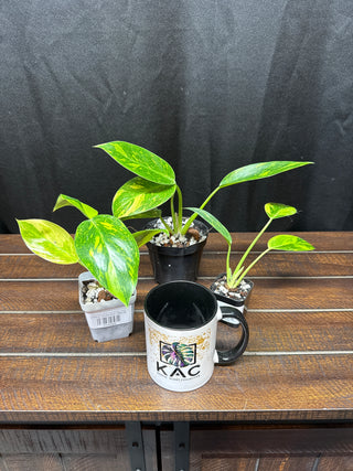 Philodendron Green Congo Nuclear - Small