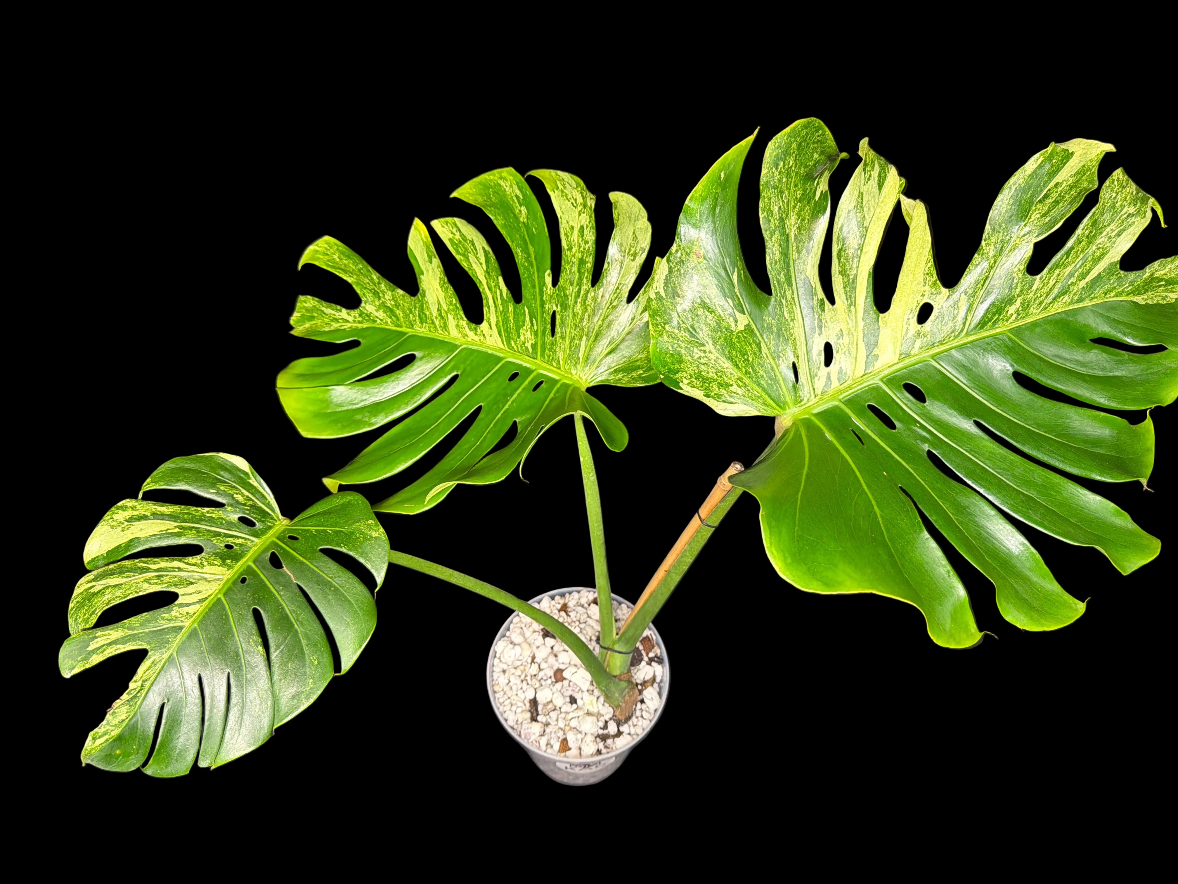 imperial red philodendron Philodendron 'Imperial Red' main image 0