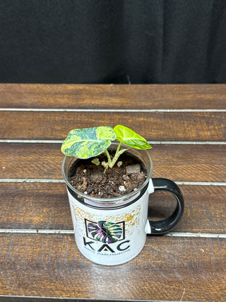 Alocasia Black Velvet Gold