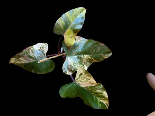 Philodendron Strawberry Shake - 4-5 Leaves