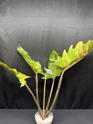 Philo. Caramel Marble