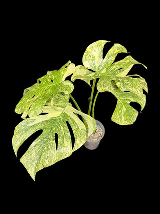 Monstera Platinum