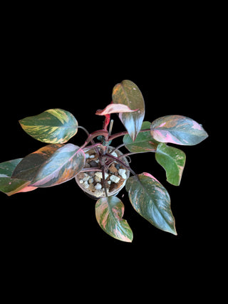 Philodendron Fire Princess