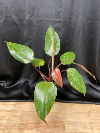 Philodendron Orange Princess