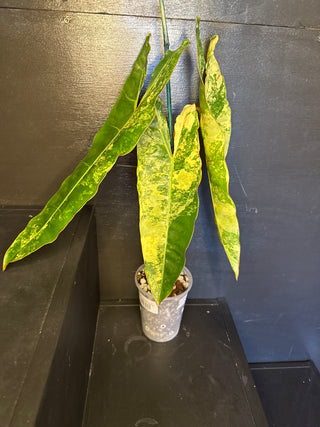 Philodendron Variegated Billie S10 5" Pot - 3 Leaves