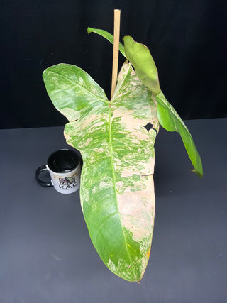 Philodendron 'Jenifer' Florida Beauty x Billie 4" Pot - 2 Leaves
