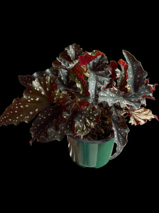 Begonia - Angel Wing Black Forest - 6" Pot