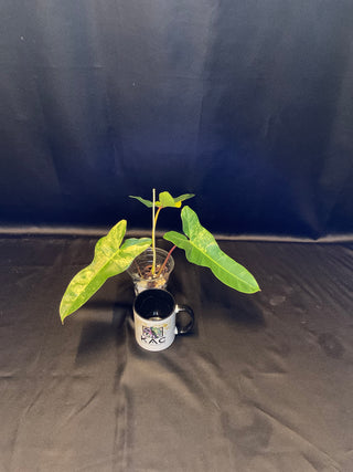 Philodendron Florida Beauty x Billie AT132 4" Pot - 3 Leaves
