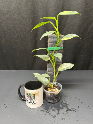 Philodendron Silver Sword Totem