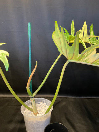 Philodendron Florida Beauty x Tortum S12 5" Pot - 3 HUGE Leaves