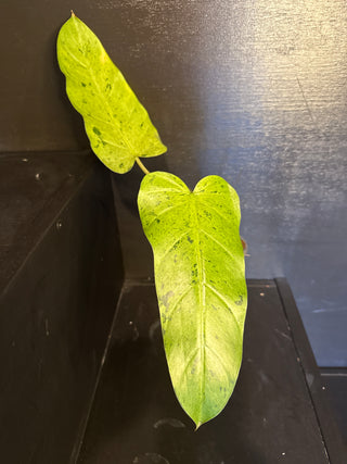 Philodendron Whipple Way White Variegated 2 Leaves