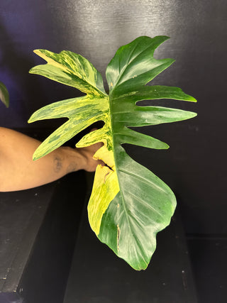 Philodendron Florida Beauty x Mayoi - 1 Leaf