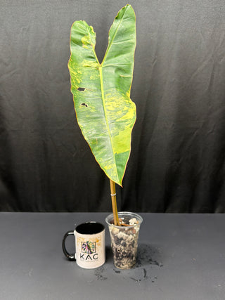 Philodendron Variegated Billie Single Leaf