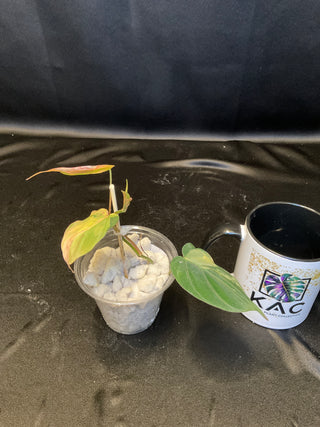 Philodendron Micans Aurea Variegated 3" Pot - 3 Leaf