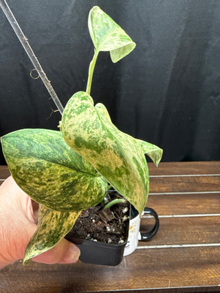Scindapsus Creme Brulee Totem