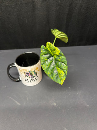 Alocasia Sinuata Aurea